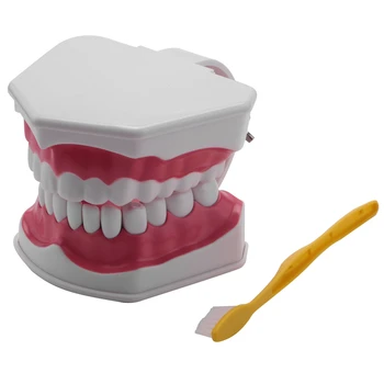 Модел на зъбите Практиката на миене на зъбите паста за зъби Режим Typodonts на Обективните анатомическая демонстрация на венците