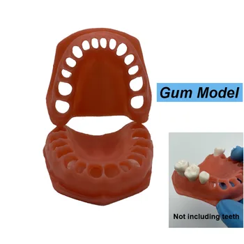 Модел на зъбите, модел на венците, Обучение на студенти, Обучение на Горни/долни Имитациям на Венците